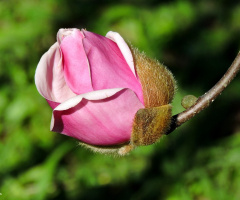 Opening