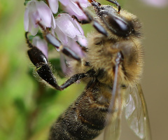 Worker