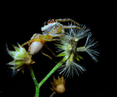 Jumping spider