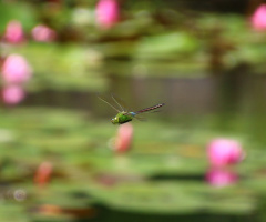 Dragonfly flying