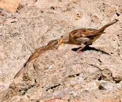 Kardeşler 