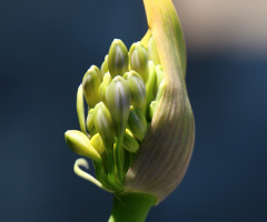 Agapanthus bud