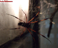 Spinne