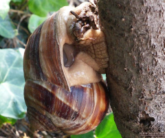 Salyangoz