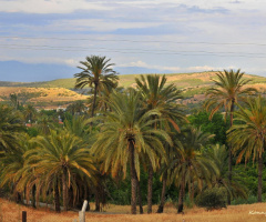 Date palms ...
