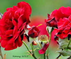 red roses 