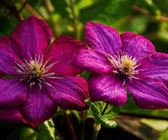 Pink Clematis