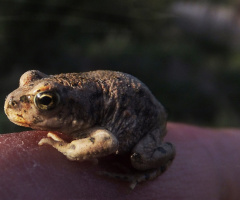 Tiny but serious..