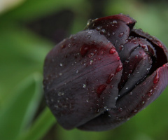 Just A Tulip...