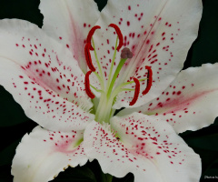 Delicate...