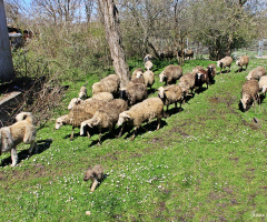 çoban köpek