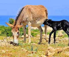 mother & child 