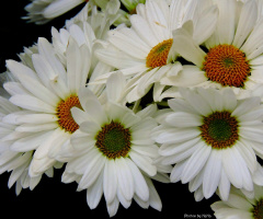 Margaridas