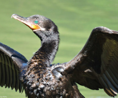 Phalacrocorax brasilianus