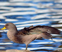 Gymnast duck