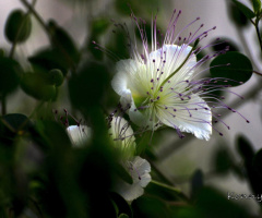 capers flowers 