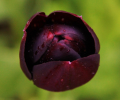 Tulip Focus