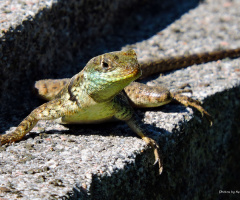 Lagartixa