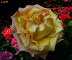 yellow beauty