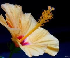 Hibiscus I