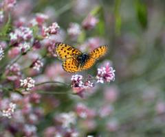 Melitaea didyma Benekli iparhan