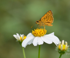 Mini Butterfly