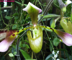Orchidee