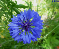 Blauer Stern