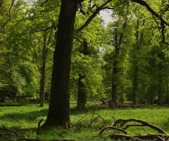 Amid Among Green Branches...