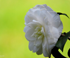 Camellia
