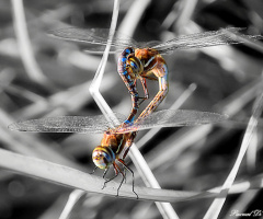 Dragonfly love