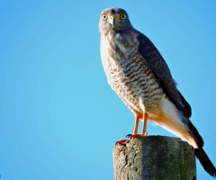 Hawk