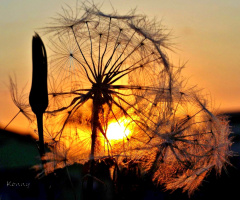 dandelion