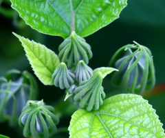 Green twist