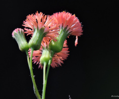 Mini flowers of Dandelion red