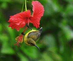 Painting Bird