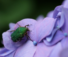 Green beetle