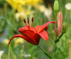 Lily