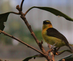Yellow/Brown