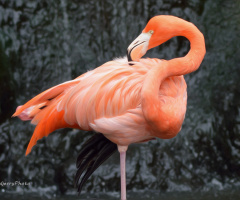 Flamingo