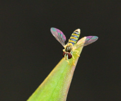 Colorful wings
