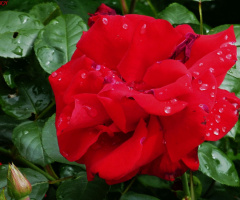 Red rose