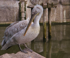 Dalmatian Pelican