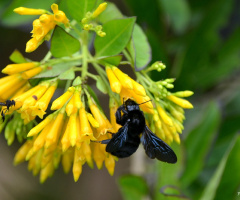Mamangava