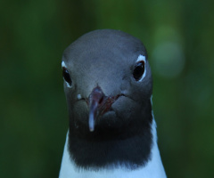 Seagull