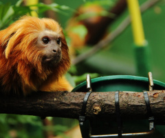 Tamarin Lion