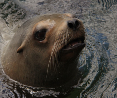 A happy sea lion