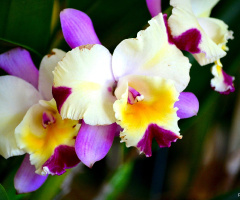 Orchid III