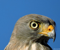 Eyes of a Hawk