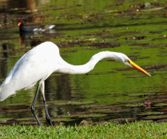 Ardea alba